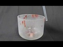 youtube - [Video]